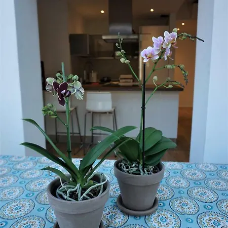 Nest In The 公寓 的里雅斯特